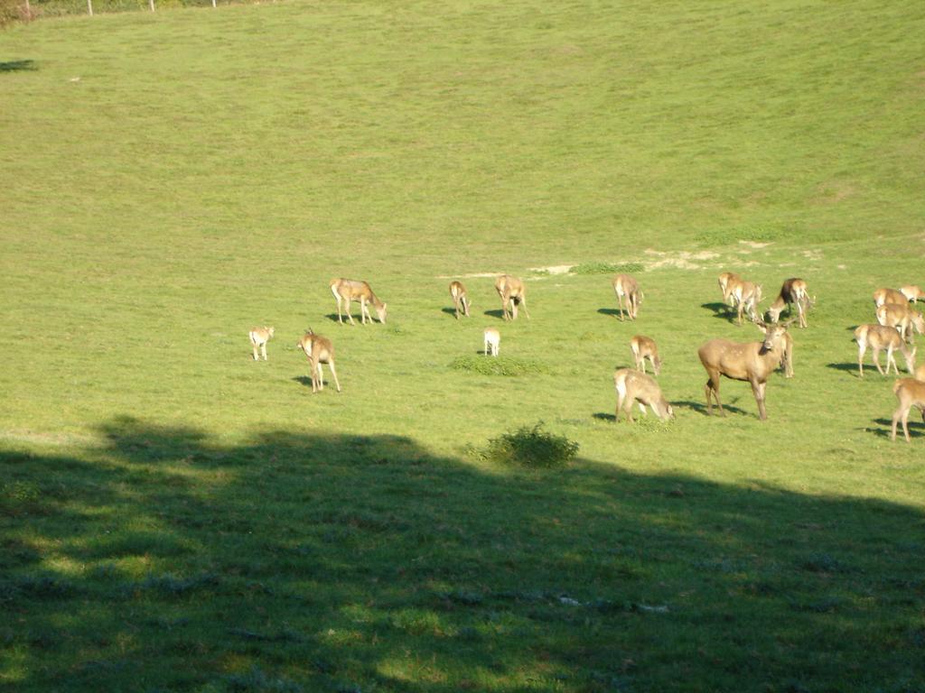 Gaestehaus Wildgehege Wilhelm Esterno foto